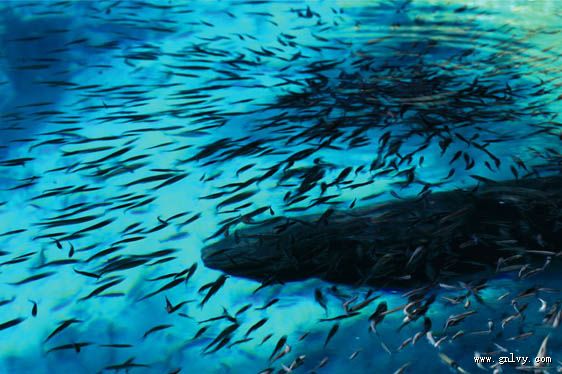 �Ĵ���կ�����