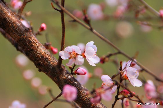 �Ĵ���կ�����