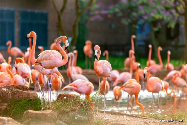 乡村风情 乐享澄迈走进海南 乡村风情 乐享澄迈走进海南