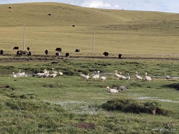 寻味自然 走进那曲 观西藏 寻味自然 走进那曲 观西藏