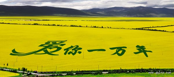 山水乡恋 青海·“金色门源 ”寻味之旅