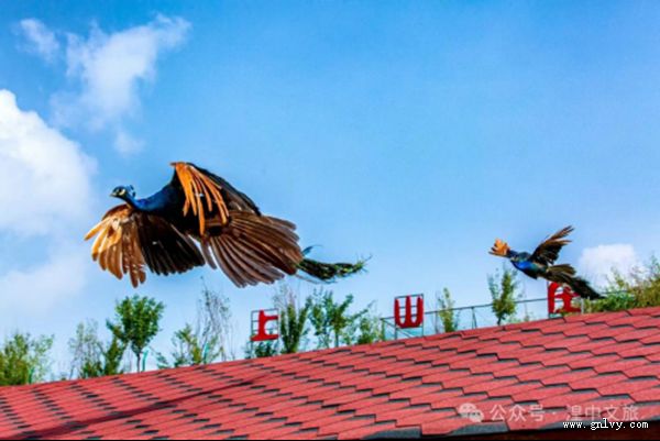 “乡村有风味”青海·湟中 梦幻之旅 “乡村有风味”青海·湟中 梦幻之旅