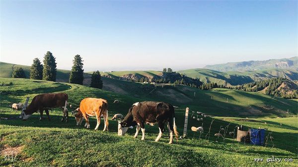 “六师奇万线 缤纷果飘香”之旅 “六师奇万线 缤纷果飘香”之旅