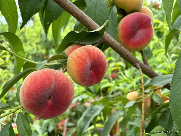 ����ʦ������ �ͷ׹�Ʈ�㡱֮��