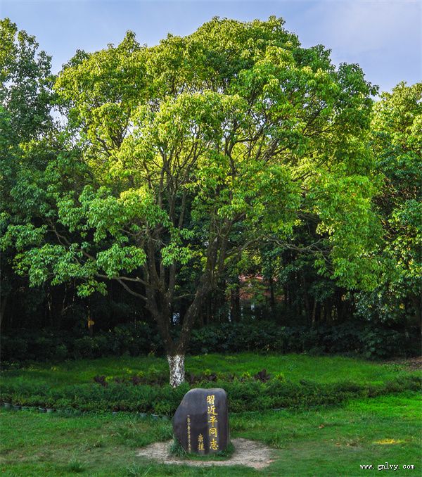 ��Ѱζ͡�ݹų� �����ͼ�ʢ�硱��������͡